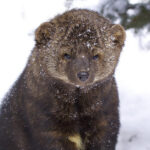 Fishers can rotate their hind paws 180 degrees!
