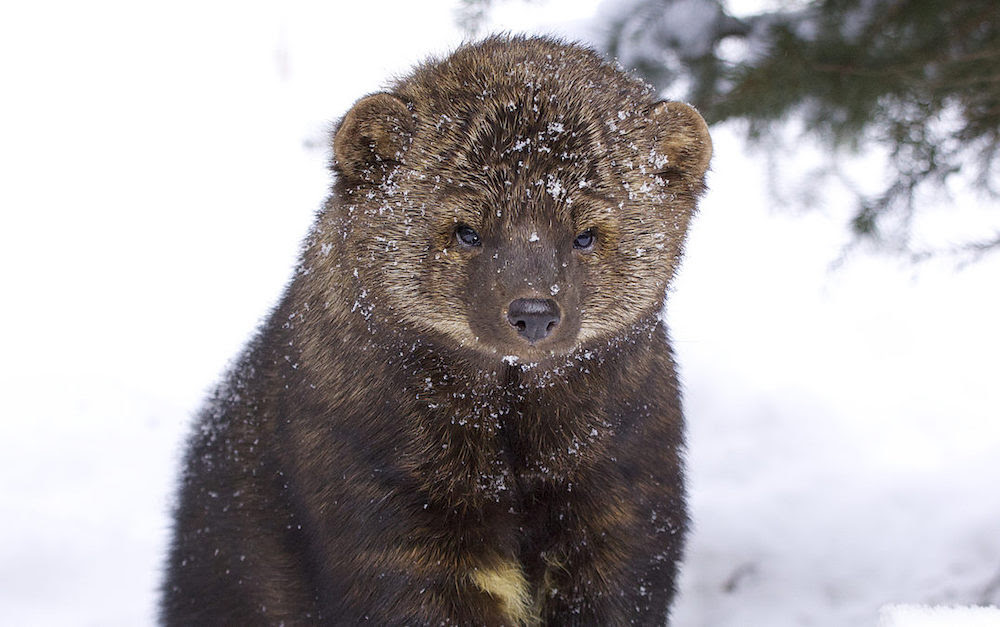 Fishers can rotate their hind paws 180 degrees!