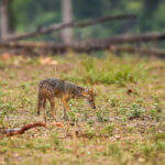 Check Out Golden Jackals!