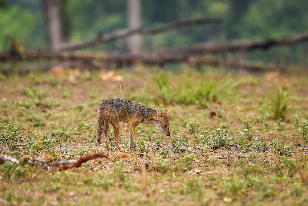 Check Out Golden Jackals!