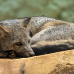 Crab-Eating Foxes Are Very Adaptable