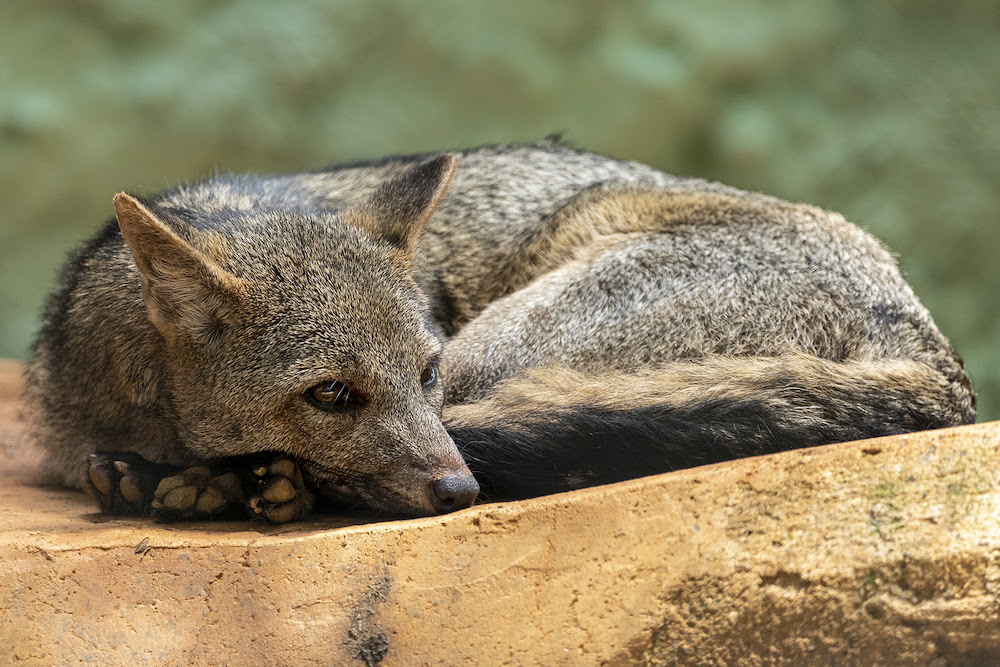 Crab-Eating Foxes Are Very Adaptable