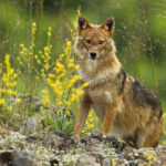 Misunderstood Mesos: The Golden Jackal
