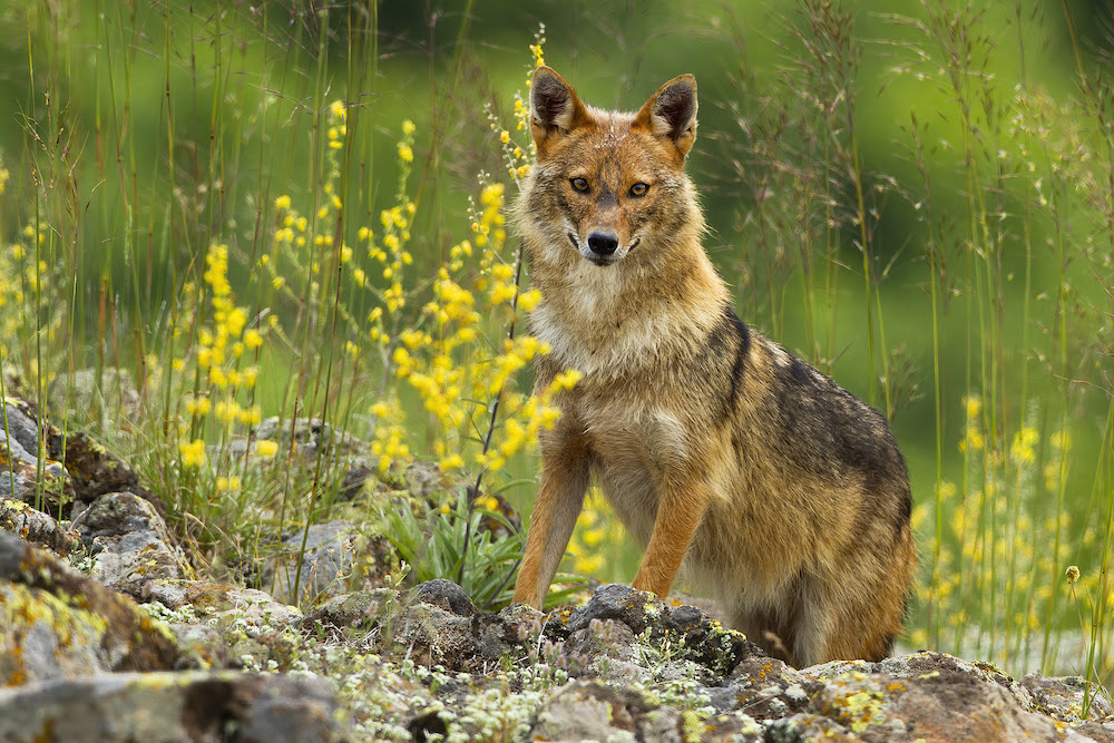 Misunderstood Mesos: The Golden Jackal