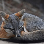 Island Foxes Live Off the Coast of California