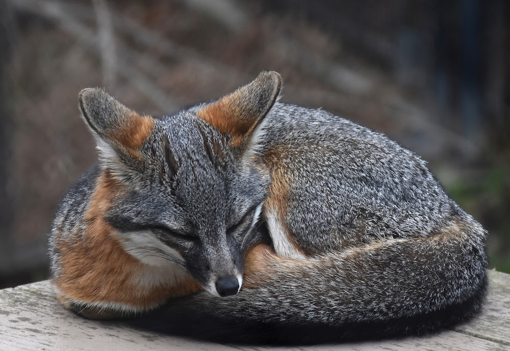 Island Foxes Live Off the Coast of California