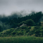 What Conservation Efforts Are Happening Now?