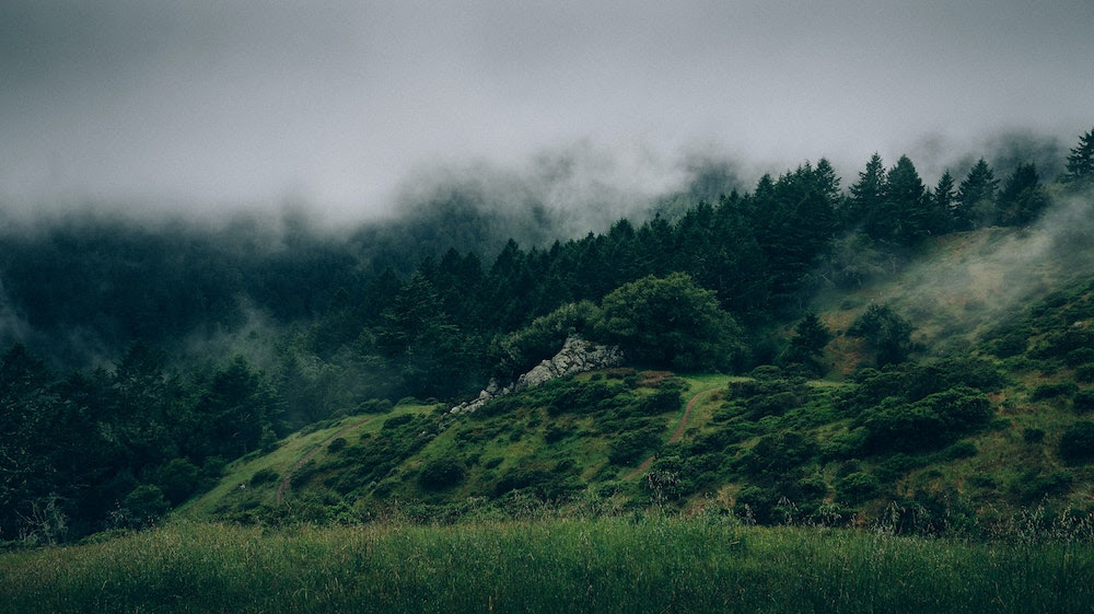 What Conservation Efforts Are Happening Now?