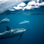 What is Convergent Evolution?