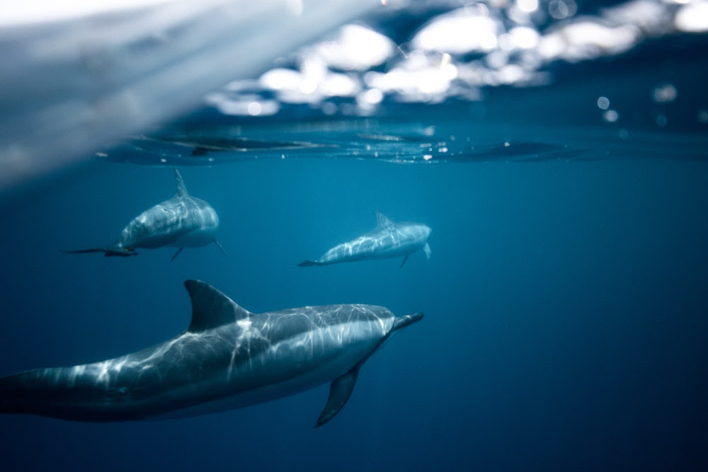 What is Convergent Evolution?