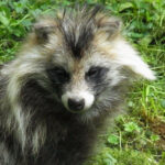 Common Raccoon Dog