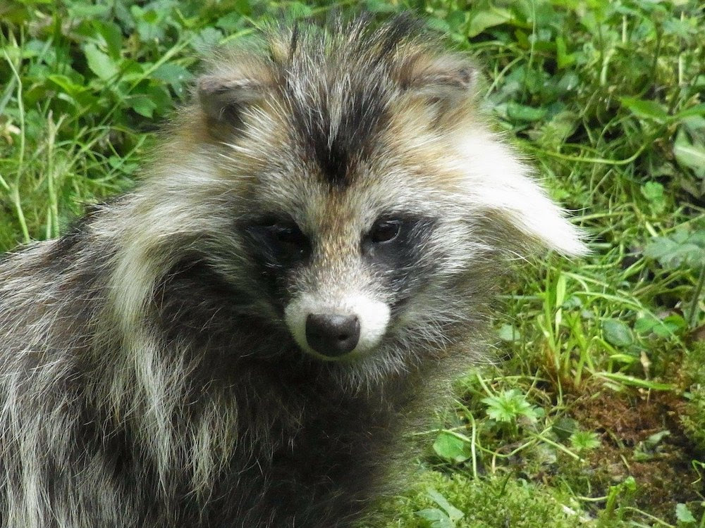 Common Raccoon Dog