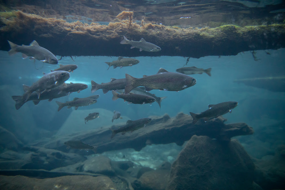 Dogs Help With Brook Trout Conservation And Eradication