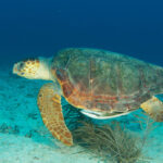 Loggerhead Turtles Are Integral To Their Environment