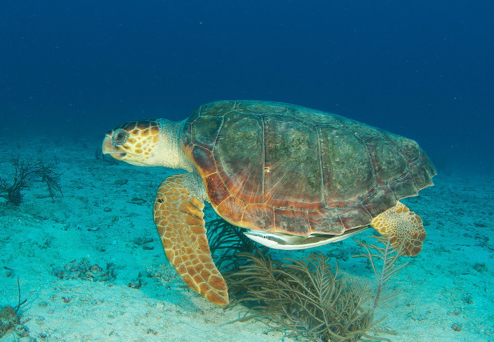 Loggerhead Turtles Are Integral To Their Environment
