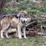Most Carnivorous Canids Hunt In Packs