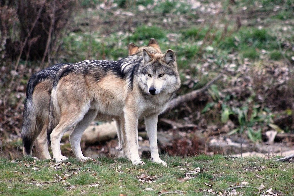 Most Carnivorous Canids Hunt In Packs