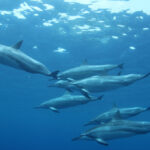 Spinner Dolphins Are Known For Their Acrobatic Abilities