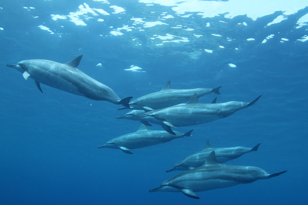 Spinner Dolphins Are Known For Their Acrobatic Abilities