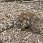 Dogs Help With Northern Quoll Conservation