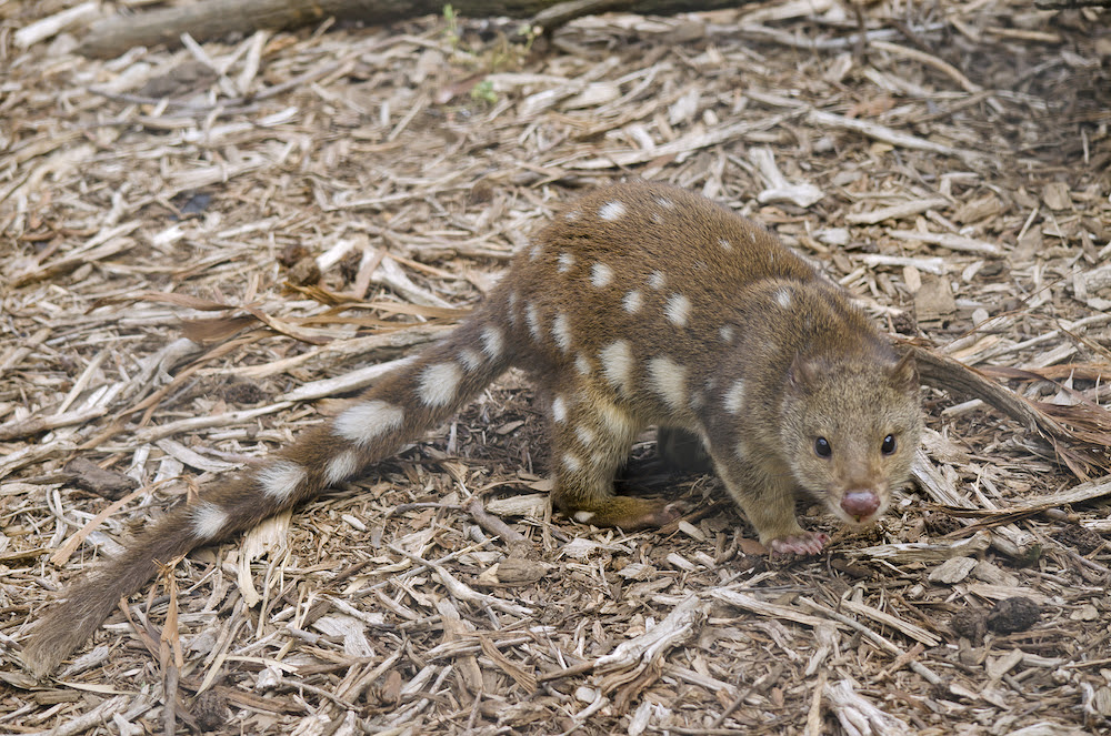 Dogs Help With Northern Quoll Conservation