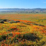 Franklin’s Bumblebee Is Endemic To A Small Part of The US