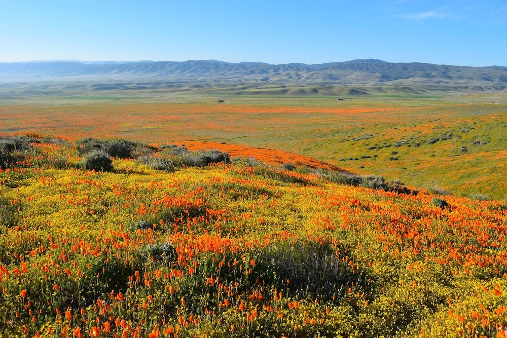 Franklin’s Bumblebee Is Endemic To A Small Part of The US