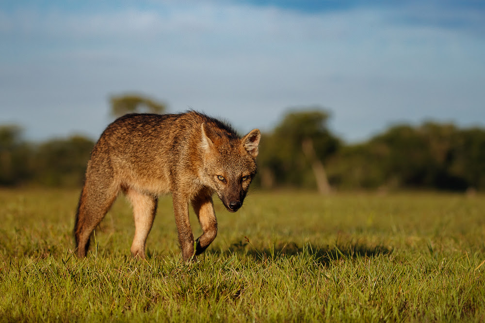 Misunderstood Mesos: Crab-Eating Fox