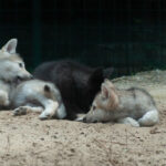 Dispersal Keeps Wolves Healthy