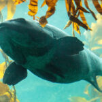 Giant Sea Bass Can Weigh 700 Pounds