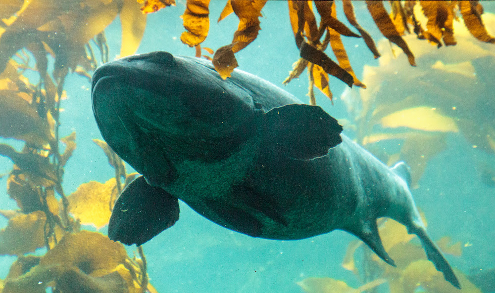 Giant Sea Bass Can Weigh 700 Pounds