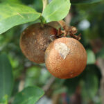 Dogs Can Help With Citrus Crop Protection
