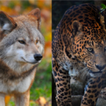 What Do Canids and Felids Have In Common?