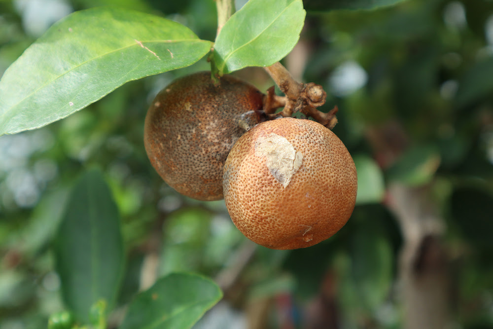 Dogs Can Help With Citrus Crop Protection