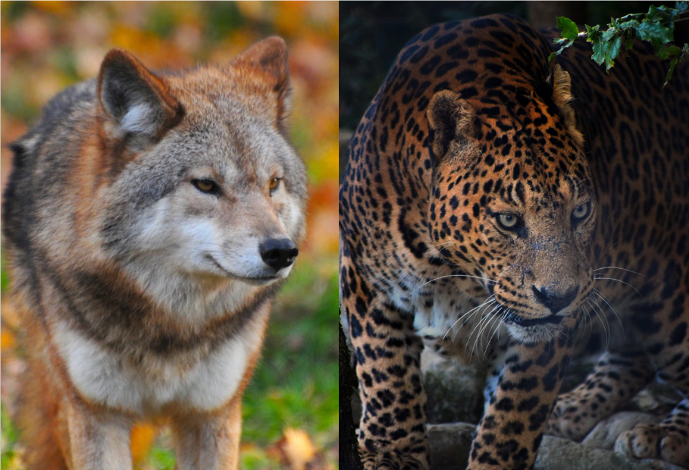 What Do Canids and Felids Have In Common?