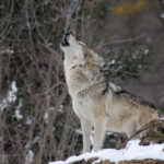 Animals Have 4 Ways To Communicate
