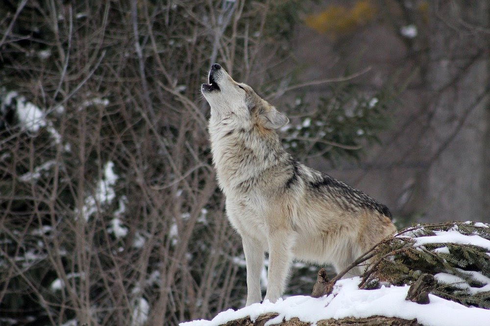 Animals Have 4 Ways To Communicate