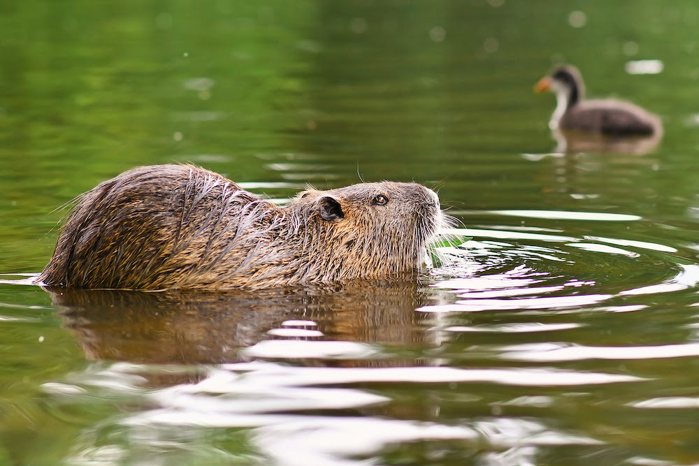 Dogs Help With Marsh Conservation