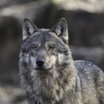 How Do Mammals Regulate Their Body Temperature?