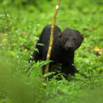 Misunderstood Mesos: Tayra