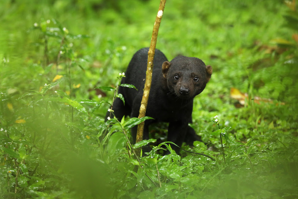 Misunderstood Mesos: Tayra