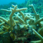 Staghorn Coral is Carnivorous