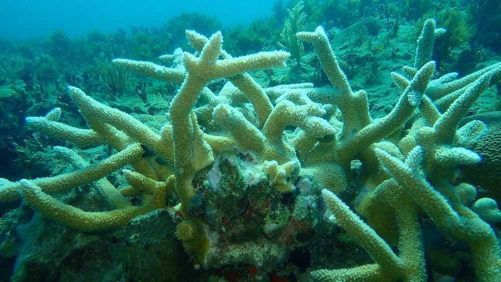 Staghorn Coral is Carnivorous