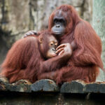 Orangutans Are Critically Endangered