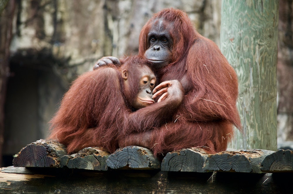 Orangutans Are Critically Endangered