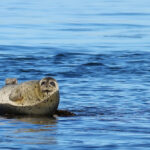 Spotted Seals Are Found In North Pacific Waters