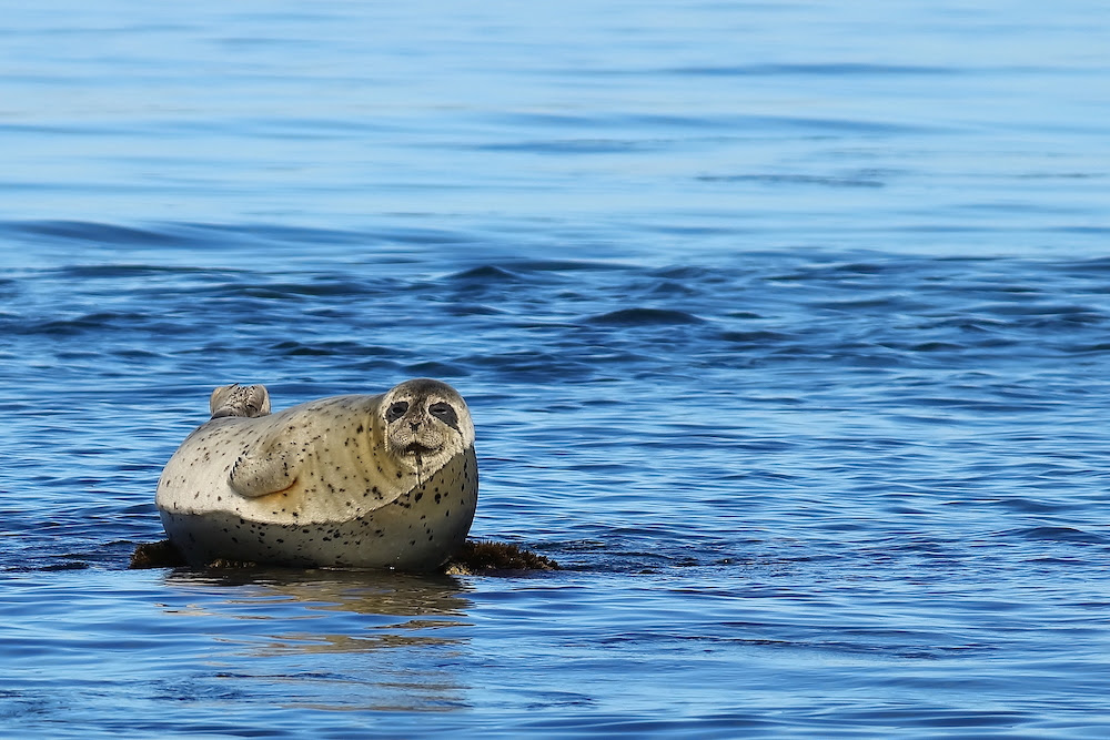 Spotted Seals Are Found In North Pacific Waters