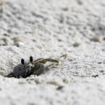 Misunderstood Mesos: Atlantic Ghost Crab