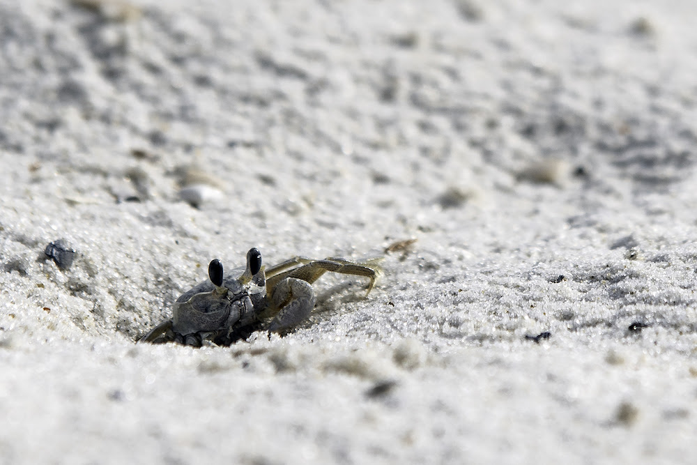 Misunderstood Mesos: Atlantic Ghost Crab