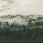 Why Are Rainforests Important?